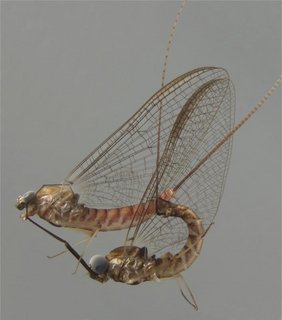 Ecdyonurus venosus bei der Paarung. Das Weibchen oben, das Männchen unten. Die Tiere sind etwa 1,2 cm lang.  