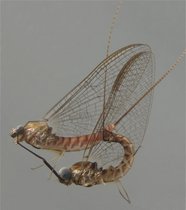 Ecdyonurus venosus bei der Paarung. Das Weibchen oben, das Männchen unten. Die Tiere sind etwa 1,2 cm lang.  