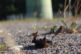 Schlagopfer an Windkraftanlage.  Christian C. Voigt