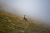 Vorgebirge, Übergangszonen und angrenzende Landschaften sind besonders wichtig, um Tieflandregionen mit höher gelegenen Gebieten zu verbinden. Ein junger Hirsch in der Landschaft