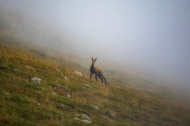 Ein junger Hirsch in der Landschaft