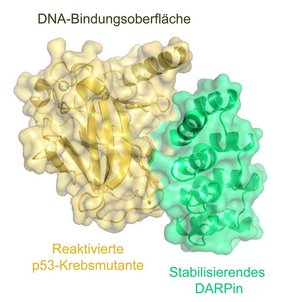 Ein DARpin reaktiviert eine p53-Krebsmutante, indem es die DNA-bindende Domäne stabilisiert. 