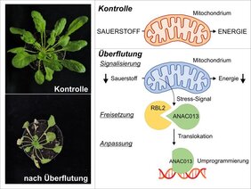 Anpassungsreaktion der Pflanzen bei Sauerstoffmangel 