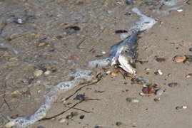 Toter Fisch am Strand