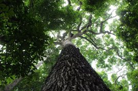 Paranussbaum im Gebiet des Amazonasbeckens