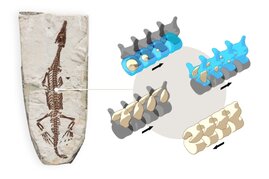 Fossilien zeigen Evolutionsgeschichte der Wirbelsäulenentwicklung