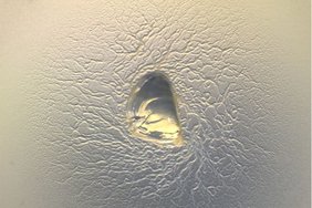 Das Myxobakterium Cystobacterineae sp. Das Myxobakterium Cystobacterineae sp.