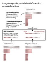 Grafik