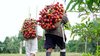 Im Bild tragen Macuna-Männer frisch geerntete Früchte  der Pfirsichpalme (Bactris gasipaes) in ihr Dorf im kolumbianischen Amazonas-Gebiet nahe des Apaporis-Flusses. 