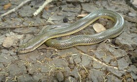 Exemplar der Schlangenart Myanophis thanlyiensis.  
