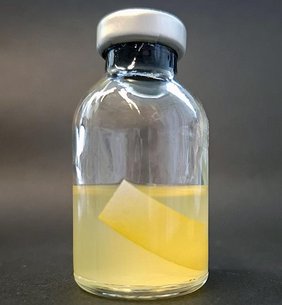 Versiegelte Serumflasche mit Clostridium thermocellum, welches mit Filterpapier als Kohlenstoffquelle wächst.