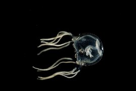 Würfelqualle (Tripedalia cystophora): Die wenige Zentimeter große Art lebt in Mangrovengewässern und dient als Modellorganismus in der Forschung. 