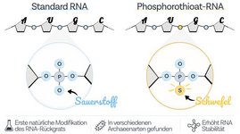 Vergleich von Standard-RNA und Phosphorothioat-RNA