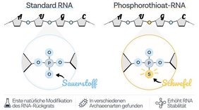 Vergleich von Standard-RNA und Phosphorothioat-RNA Vergleich von Standard-RNA und Phosphorothioat-RNA