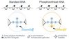 Vergleich von Standard-RNA und Phosphorothioat-RNA