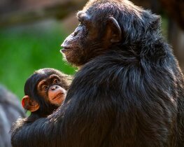 Laut der neuen Studie hat sich das „Geburtsdilemma“ schrittweise im Laufe der Evolution entwickelt – auch bei Schimpansen hat der Geburtsvorgang evolutionäre Kompromisse gefordert. 
