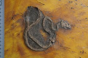 Die neu beschriebene Pythonart Messelopython freyi ist der älteste bekannte fossile Nachweis eines Pythons weltweit. 