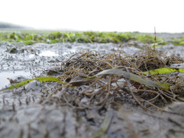 Die invasive Rotalge Agarophyton vermiculophyllum an der Sammelstelle in Kalifornien. 