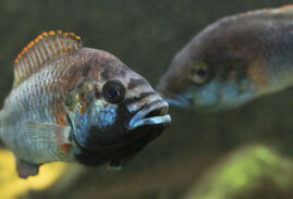 Männchen der Buntbarsch-Art Burtons Maulbrüter (Astatotilapia burtoni)