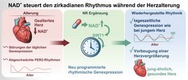 Niedrige NAD+-Werte stören die innere Uhr des Körpers während der Zellalterung
