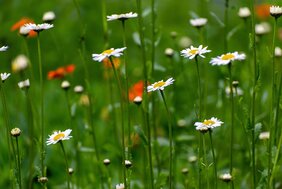 Wiesenaspekt mit Margartiten