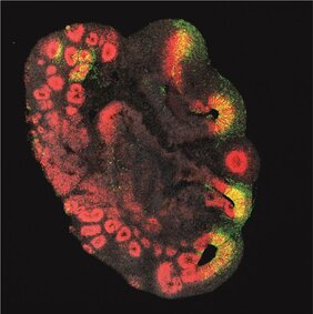 Hirnorganoid, das aus Stammzellen eines Schimpansen hergestellt wurde