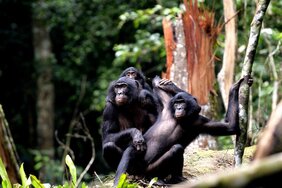 Bonobo Familie 