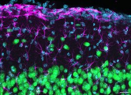Fluoreszenzmikroskopische Aufnahme der kortikalen Schicht 1, die die zelluläre Architektur dieser äußersten kortikalen Schicht hervorhebt. 