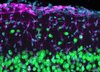 Fluoreszenzmikroskopische Aufnahme der kortikalen Schicht 1, die die zelluläre Architektur dieser äußersten kortikalen Schicht hervorhebt. 