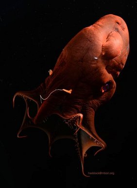 Der Vampirtintenfisch (Vampyroteuthis sp.) zählt zu den rätselhaftesten Tieren der Tiefsee. 
