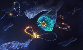 Condensin-Komplexes (gelb), der DNA (blau) in Schleifen legt 