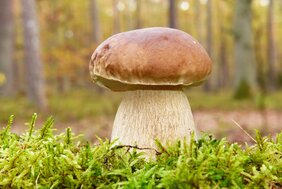 Steinpilz 