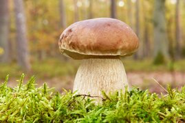 Steinpilz 