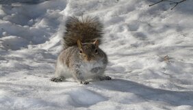 Das aus Nordamerika stammende Grauhörnchen breitet sich zunehmend in Europa aus. 