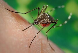 Die invasive Ägyptische Tigermücke (Aedes aegypti)