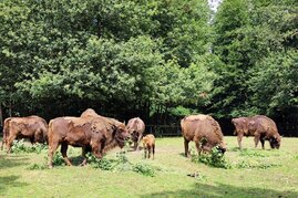 Zu Beginn des 20. Jahrhunderts waren Wisente fast ausgestorben. 2013 haben Artenschützer im Rothaargebirge wieder eine Herde angesiedelt.