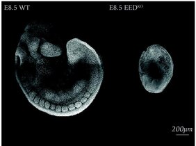 Links: Normale Entwicklung eines acht Tage alten Mausembryos. Rechts: Ohne den epigenetischen Regulator PRC2 werden zahlreiche Zellarten nicht oder in falscher Menge gebildet. 