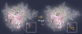  Ein zuckerartiger Ligand (gelb) bindet an die Borsäuregruppe (grün) in der Tasche des Bindeproteins (pink). 