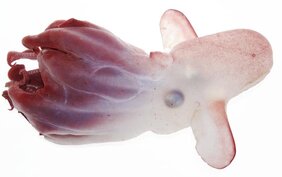 Der Kaiserdumbo (Grimpoteuthis imperator)