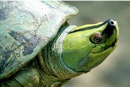 Das Verbreitungsgebiet der großen asiatischen Flussschildkröte Batagur trivittata ist um mindestens 90 Prozent geschrumpft