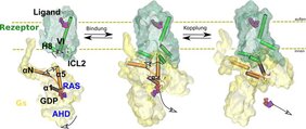 Durch Bindung an den Rezeptor (grün) verändert das G-Protein (gelb) seine Form und setzt das Regulatormolekül GDP frei. 
