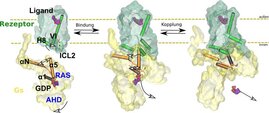 Durch Bindung an den Rezeptor (grün) verändert das G-Protein (gelb) seine Form und setzt das Regulatormolekül GDP frei. 