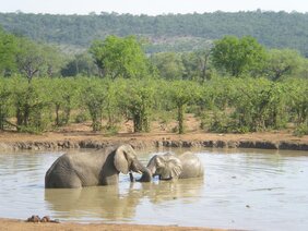 Die Schutzgebiete Afrikas gelten als letzte Hochburgen der einzigartigen Biodiversität des Kontinents