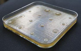 Treffen Antibiotikaplättchen auf eine Bakterienkultur, entstehen Hemmzonen, in denen das Bakterienwachstum unterdrückt wird Bakterienkultur mit Antibiotika