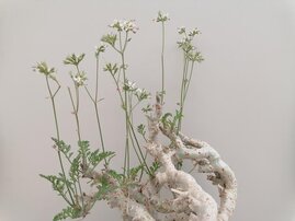 Die Wildart Pelargoninium chrithmifolium 