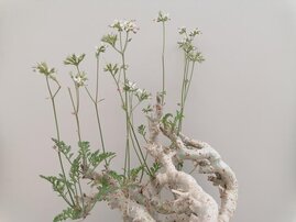 Die Wildart Pelargoninium chrithmifolium