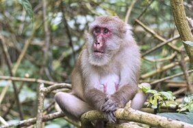 Ein älterer, weiblicher Assammakak (Macaca assamensis)