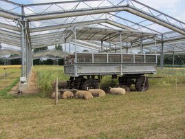 Schafe auf einer Wiese mit Überdachung
