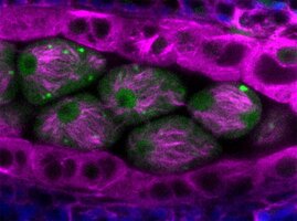 Querschnitt durch einen Staubbeutel von Arabidopsis thaliana