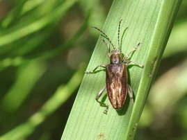 Gerandeter Igelkolben-Schilfkäfer Donacia marginata 
